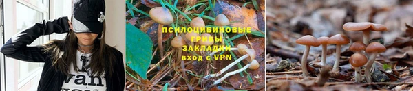 стаф Богданович